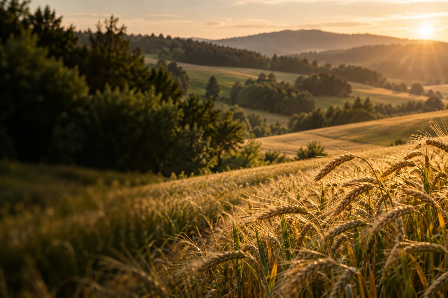 Illustratives Motiv: Gerstenfeld und bewaldete Hügel in warmer Abendsonne